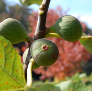 Fig Trees grown at Wildcat Ridge Farm