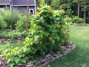 Scarlet Runner Beans