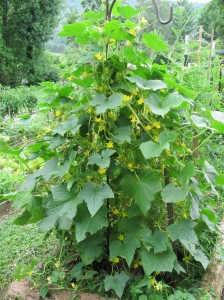 Amazing lemon cucumber plant grown with vermicompost.