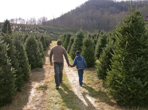 Boyd Tree Farm (Photo courtesy of Ashley Rice at Visit NC Smokies)