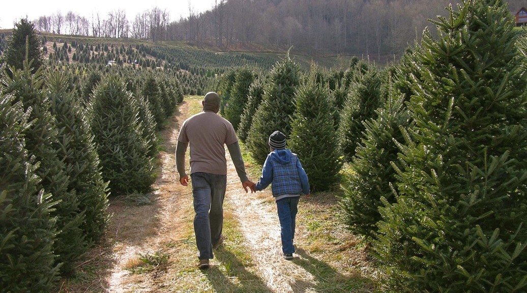 Choose & Cut Christmas trees